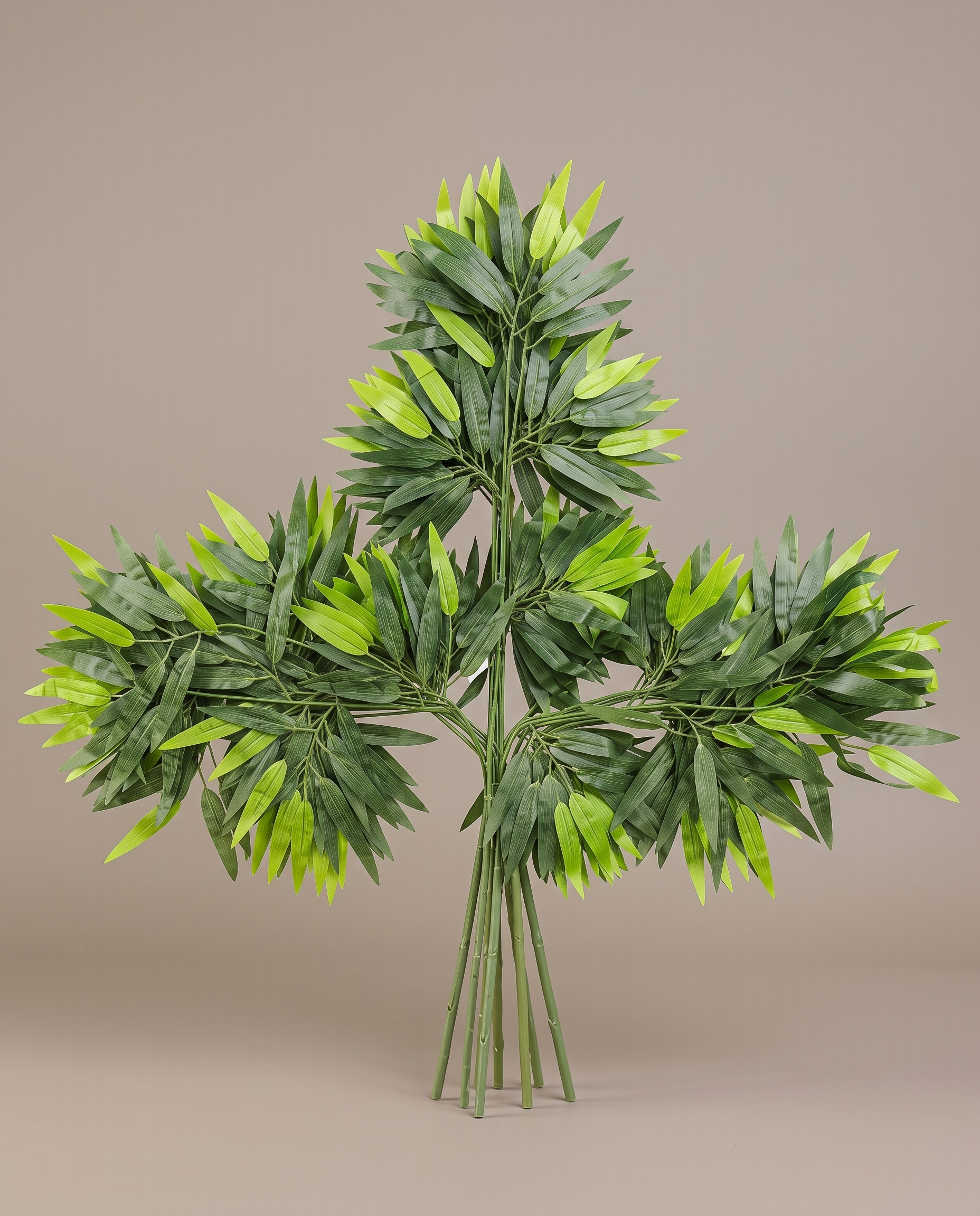 Ficus